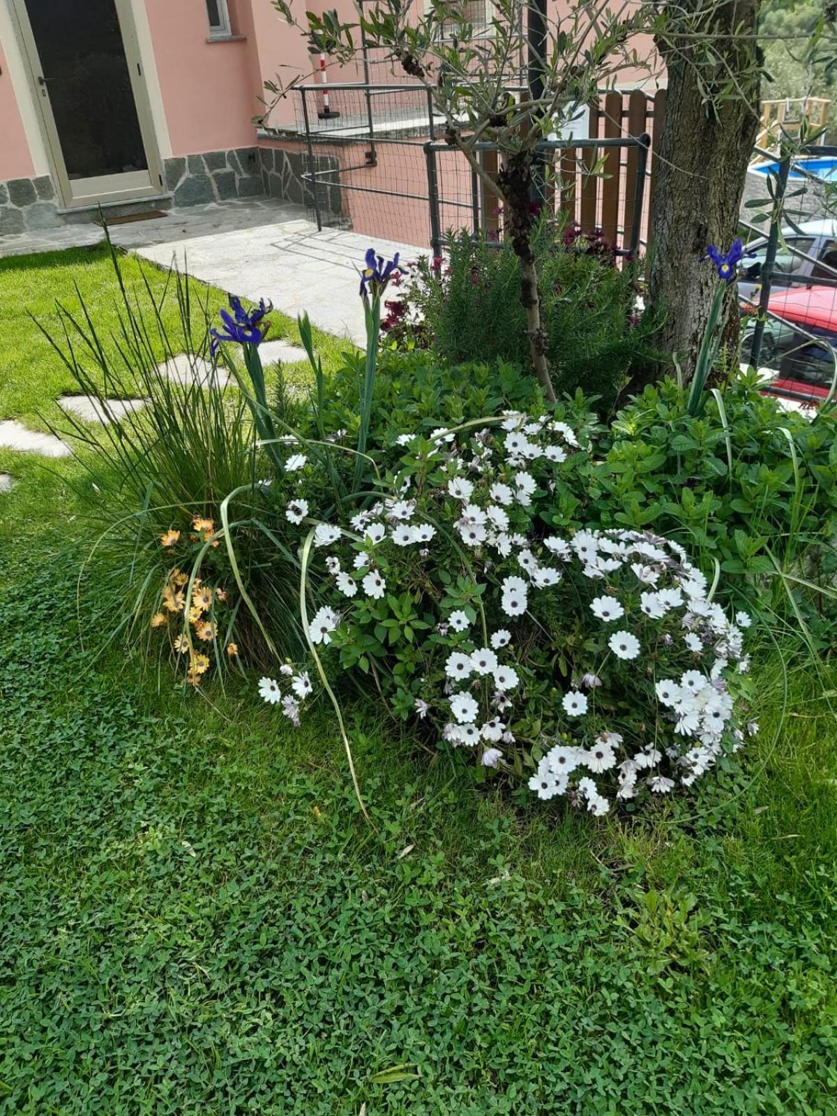 Appartamento Fior d'olivo Santo Stefano del Ponte Esterno foto